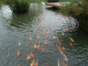 ��ɳ�齭��-���^�~��